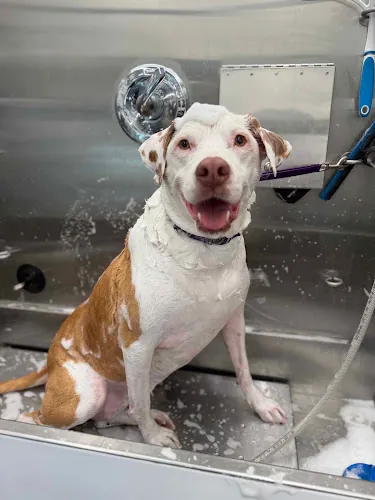 Chunkers Mobile Dog Grooming- Phoenix, Arizona — photo from Google Maps