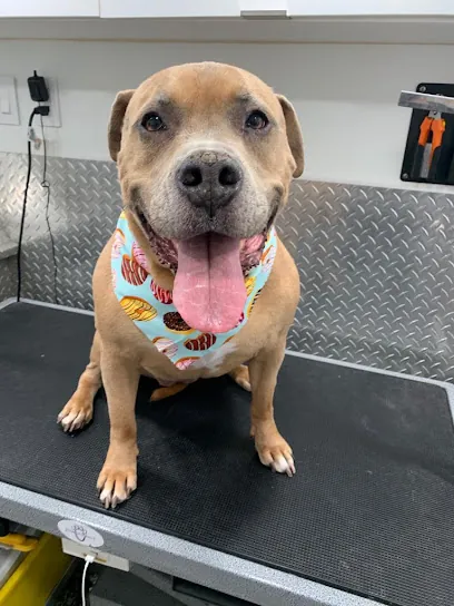 Mobile Pet Grooming Sunrise — photo from their website