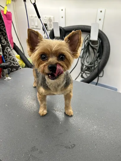 Bath Mobile Dog Grooming — photo from their website