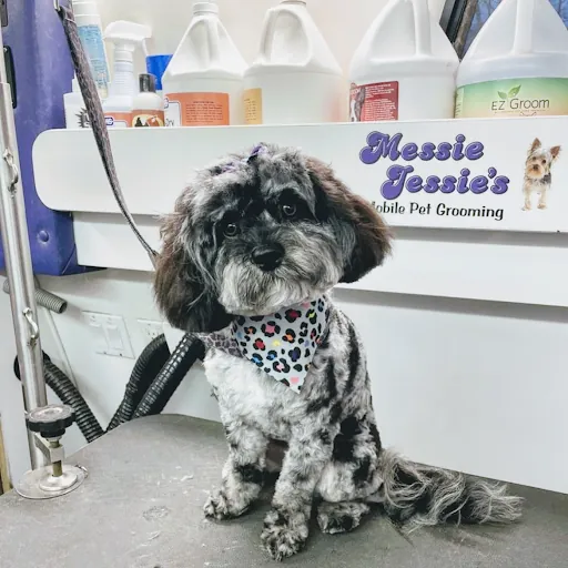 Messie Jessie’s Mobile Grooming — business logo from Google