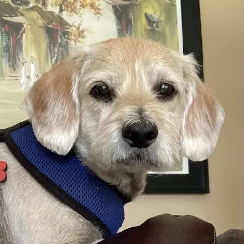 1UP Mobile Dog Grooming & Training — photo from Google Maps
