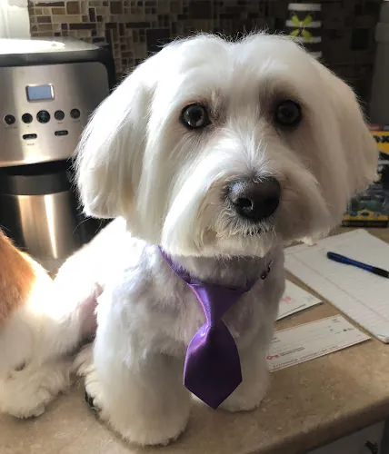 Paw Printz Mobile Pet Styling — photo from Google Maps