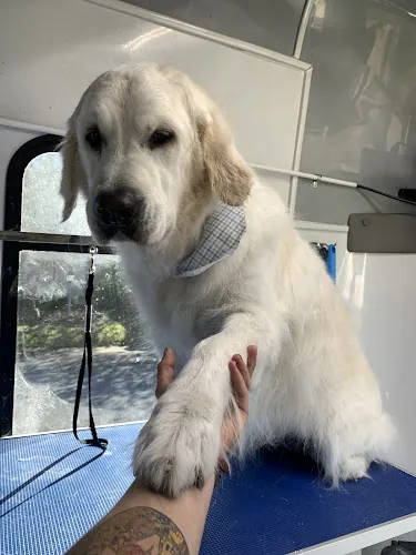 Hassle Free Mobile Grooming — photo from Google Maps