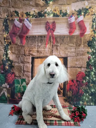 Top Dog Mobile Grooming — photo from Google Maps