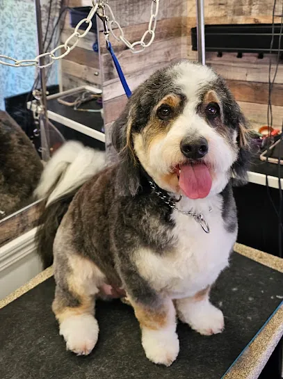 Bark 'N Roll Mobile Dog Grooming Spa — photo from their website