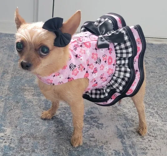 Brian's Mobile Grooming — photo from Google Maps