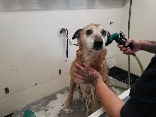 the animal express mobile pet grooming — photo from Google Maps