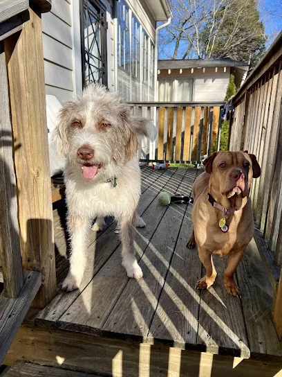Go Doggie Mobile Daycare — photo from their website