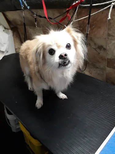 Best Friend Mobile Grooming — photo from Google Maps