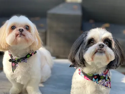 Debbie's Mobile Dog Grooming — photo from their website