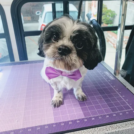 Rainbow Pet Groomer (Mobile) — business logo from Google