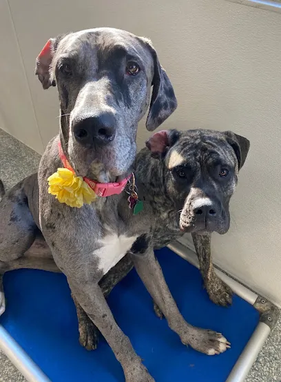 Happy Pawz | Dog Boarding - Daycare - Grooming - Mobile Grooming - Board & Train — photo from their website