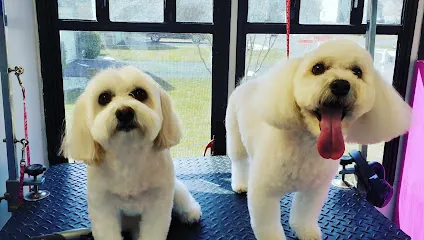 My Doggy's Mobile Pet Grooming — photo from their website