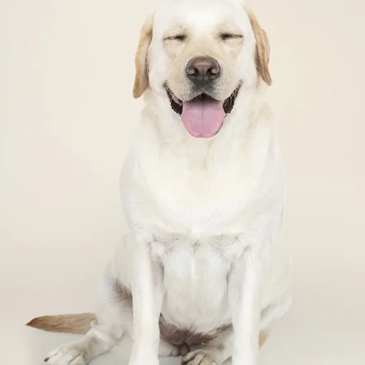 Canine Clean and Cut Mobile Grooming LLC — business logo from Google