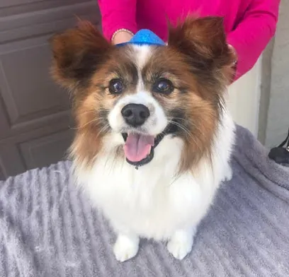 Mobile Pet Parlor-Luxury house-call pet grooming — photo from their website