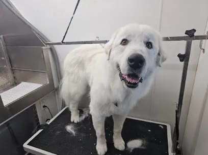 Spotless Groomers - Mobile Pet Grooming — photo from their website