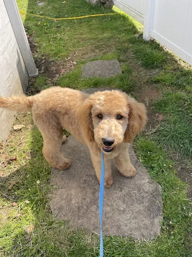 The Dog Wizard Mobile Grooming Salon — photo from Google Maps