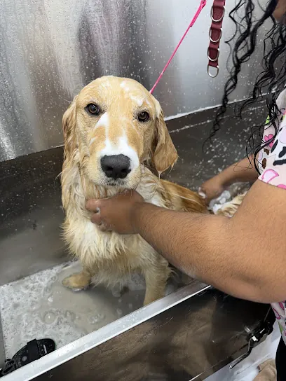 Scruffy Bubbles Mobile Grooming — photo from their website
