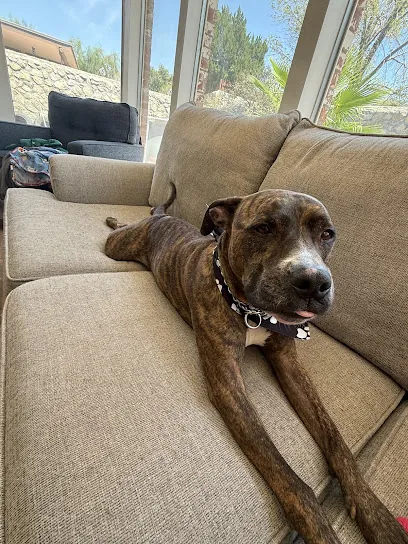 The Barkmobile — photo from their website