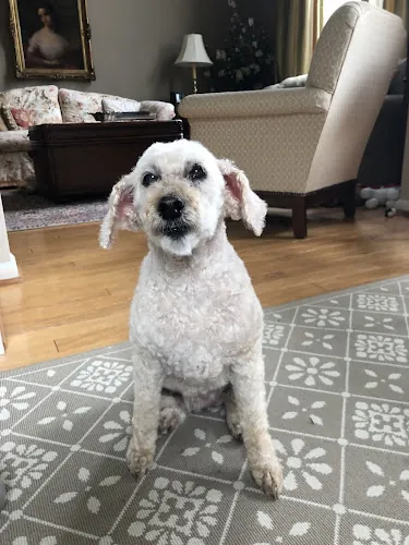 Mobile Dog Grooming by Best In Show — photo from Google Maps