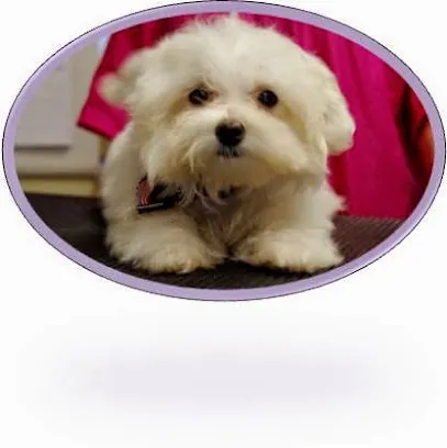 A Beauty In The Beast Mobile Dog Grooming — business logo from Google