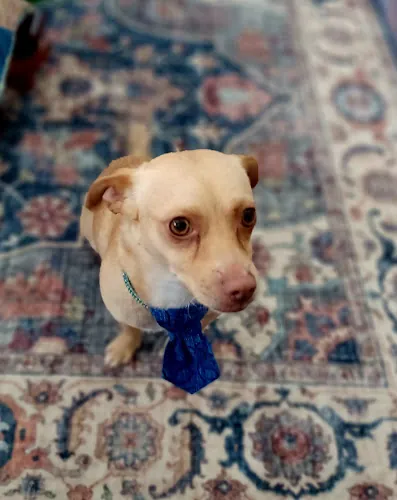Bon Bon's Ohana Mobile Pet Spa — photo from Google Maps
