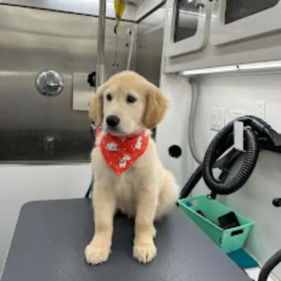 Outlet Mobile Pet Grooming — photo from their website