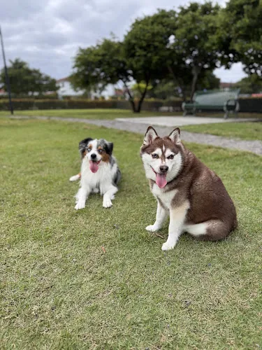 Hi dogs Grooming Mobile — photo from Google Maps