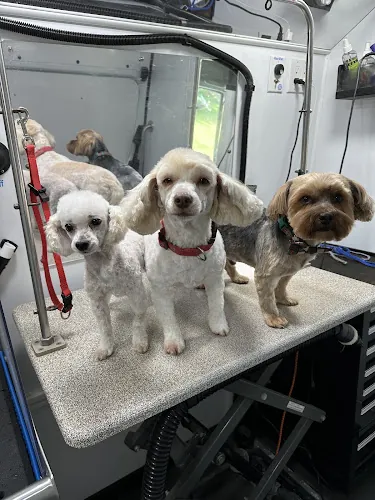 Katie's Mobile Pet Styling — photo from Google Maps