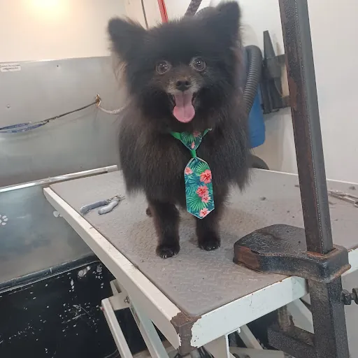 Lora's Mobile Dog Grooming — business logo from Google