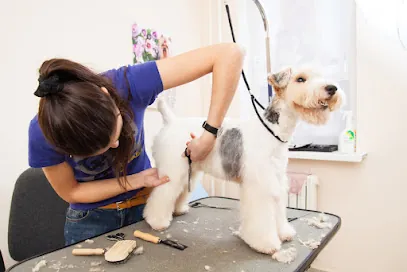 Mobile Dog Grooming Miami — photo from their website
