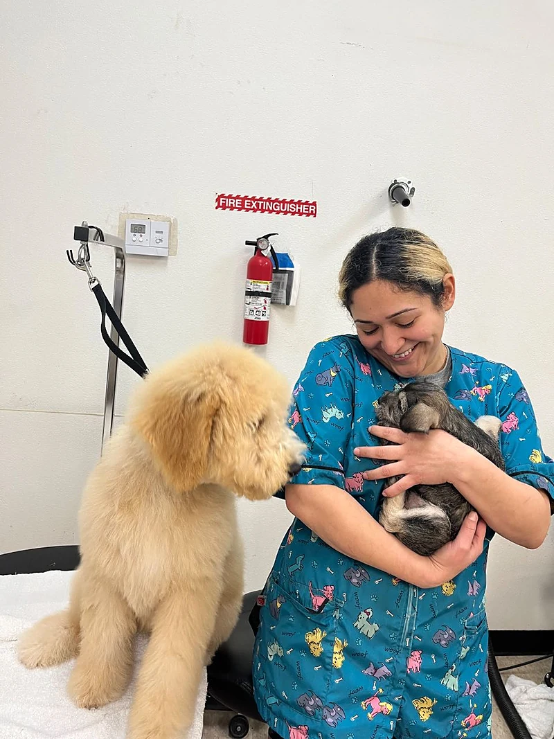 Pawgo Mobile Grooming Chandler — photo from their website