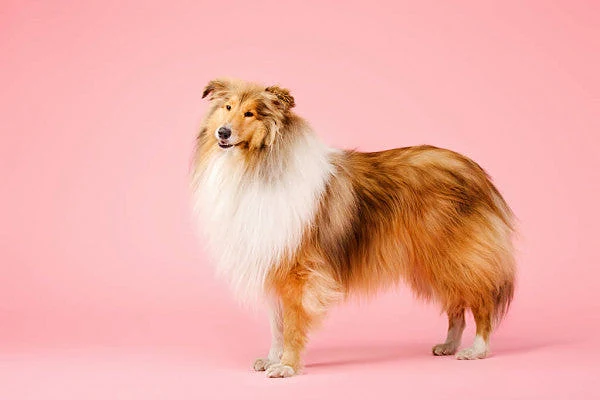 Grooming With Kate Mobile Pet Spa — photo from their website