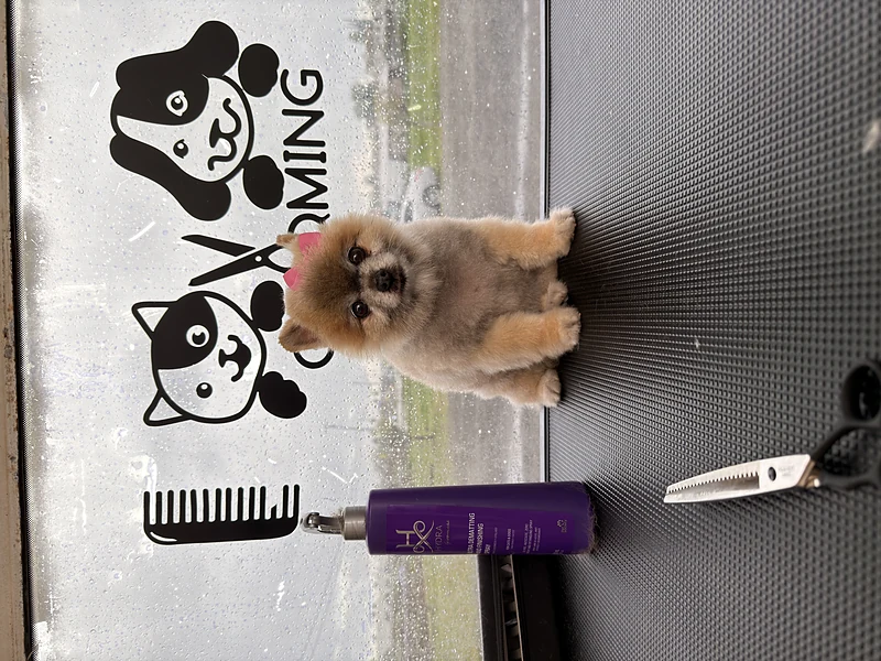 Groom Lab Mobile Pet Grooming — photo from their website