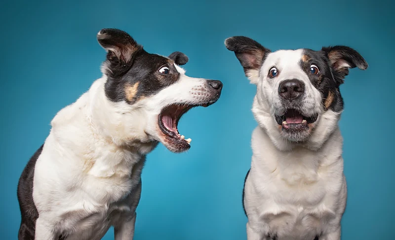 Groomer Has It — photo from their website
