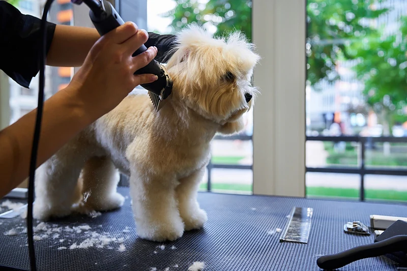 Pawsh Spa Van / Mobile Groomer — photo from their website