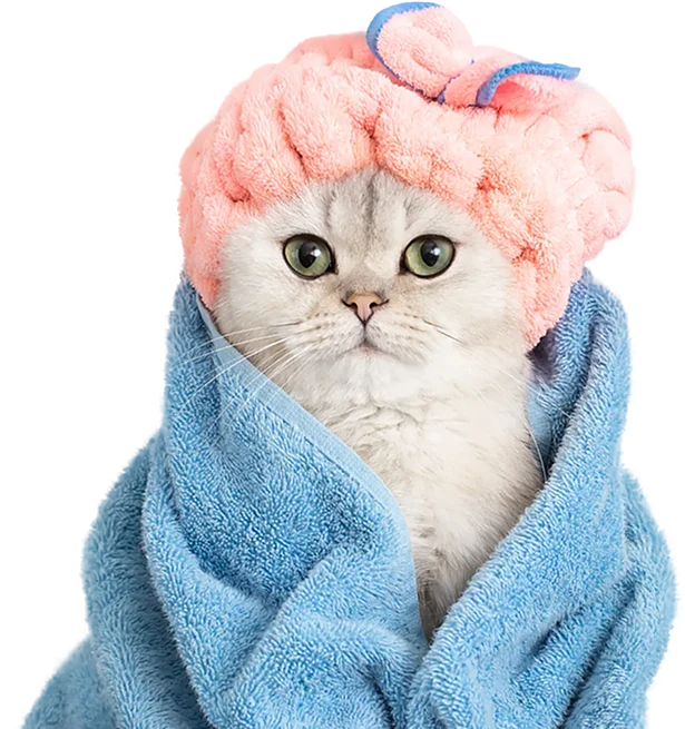 Posh Cat Grooming | mobile spa — photo from their website