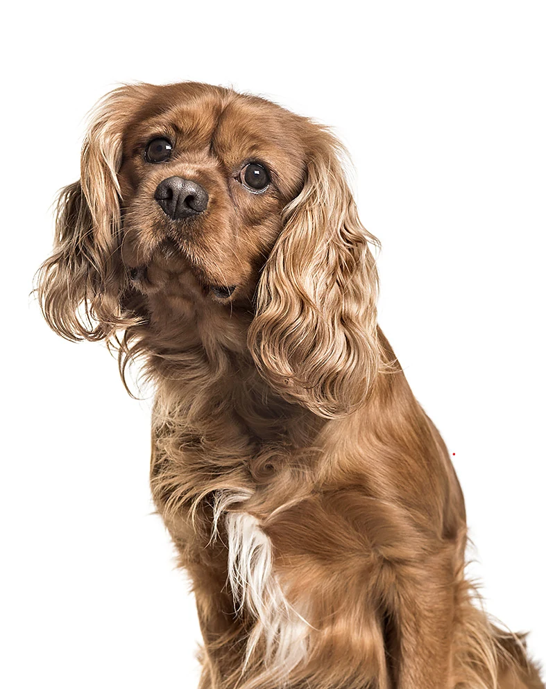 Sudsy Paws Mobile Dog Grooming — photo from their website