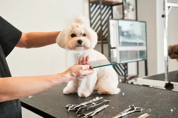 Paws and Glow Mobile Pet Spa — photo from their website